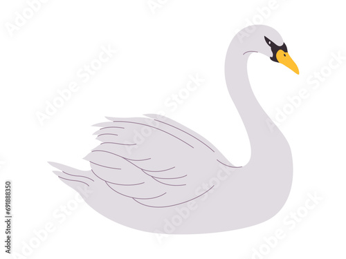 white color whooper swan bird wild nature animal have beak and long neck with beautiful feather