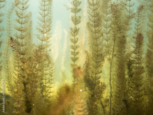 Dense underwater vegetation of water milfoils photo