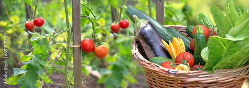 fresh and colorful vegetables in basket  in front of tomatoes growing in a garden