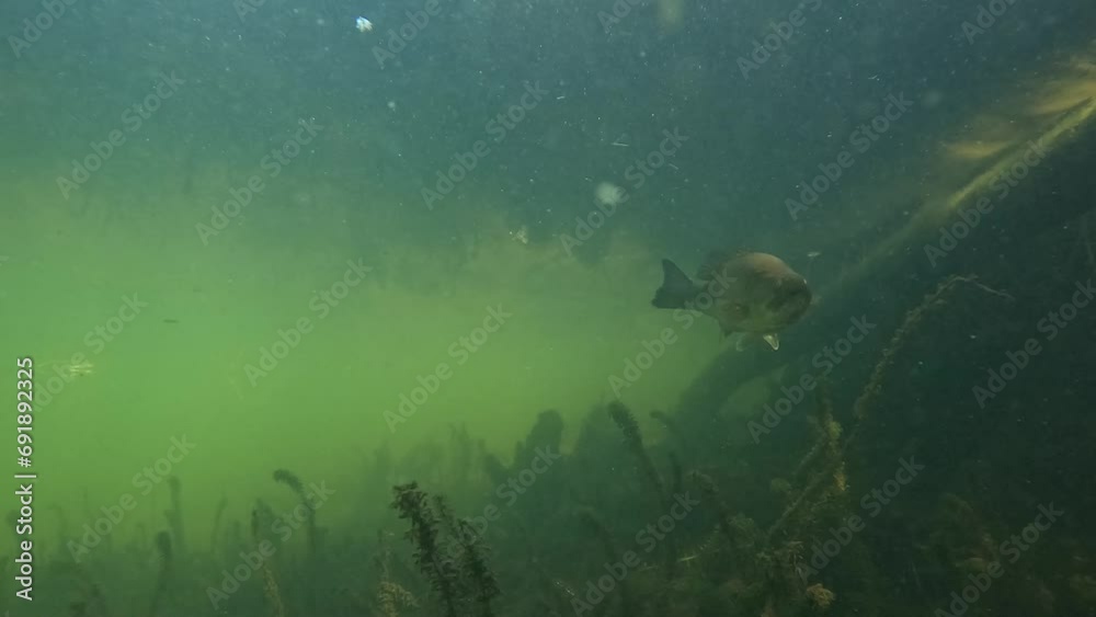 A Largemouth bass observes camera then a Perch comes. Then both go away.