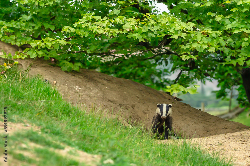 Badger, Scientific name: Meles meles. Badger cub leaving the sett on Mid-Summer's Day night, facing forward with green leafy tree overhead. Horizontal. Space for copy. Badger, Scientific name: Meles meles. Badger cub leaving the sett on Mid-Summer's Day night, facing forward with green leafy tree overhead. Horizontal. Space for copy.