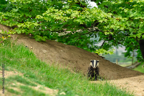 Badger, Scientific name: Meles meles. Badger cub leaving the sett on Mid-Summer's Day night, facing forward with green leafy tree overhead. Horizontal. Space for copy. © Anne Coatesy