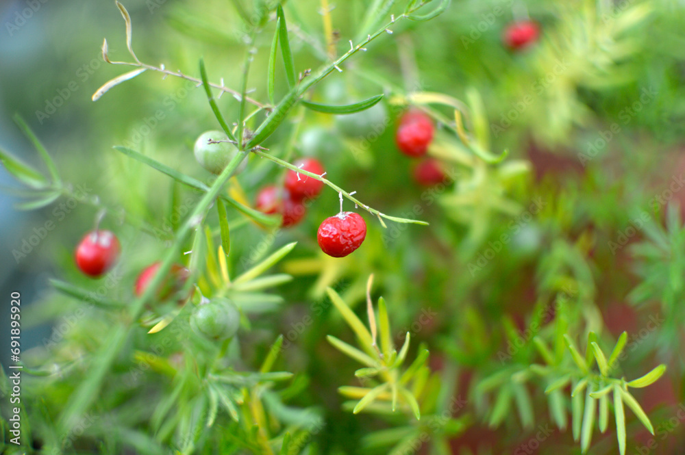 asparagus fern with green and red berries close up