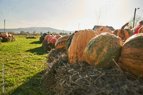 Warty yellow pumpkins are stacked on top of each other during harvest. View from above of huge pimpled squashes with hard skin lying on straw bales outdoors. Concept of harvest, Halloween.