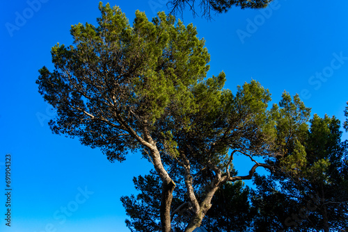Pinien Bäume in Kroatien im Sommer