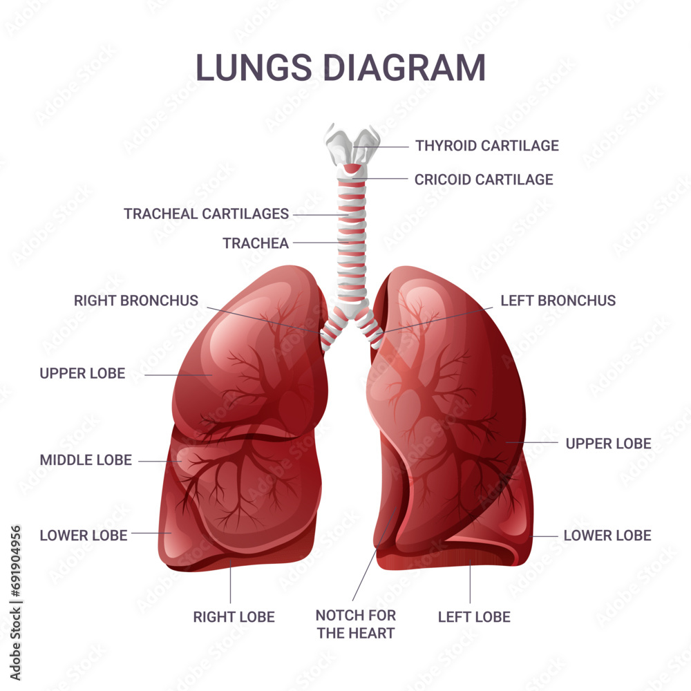 Human lungs anatomy chart. Vector illustration isolated - obrazy, fototapety, plakaty 