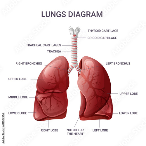 Human lungs anatomy chart. Vector illustration isolated