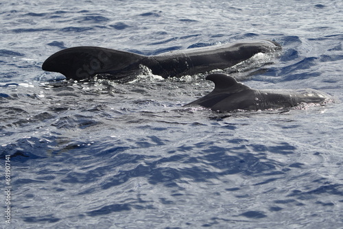 The long-finned pilot whale (Globicephala melas) is a large species of oceanic dolphin. It shares the genus Globicephala with the short-finned pilot whale (Globicephala macrorhynchus). Canary Islands. photo