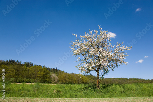 blühender Obstbaum im Frühling - strahlend blauer Himmel