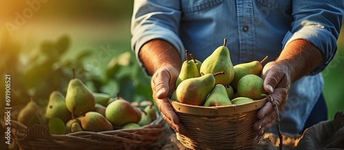 bitten pear and fresh pears in woman hands in garden farmer checks quality of the fruit harvest. Copy space image. Place for adding text photo