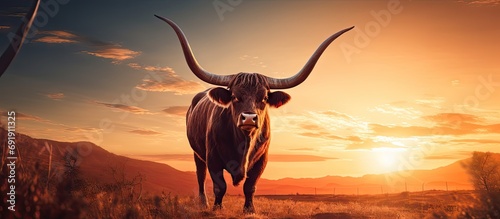 A red haired cow is turned sideways to the camera and laughs A red horned animal poses for the camera on a pasture Domestic cattle under the open sky in the rays of the setting sun. Copy space image photo