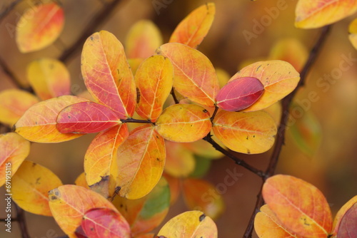 red and yellow leaves in autumn