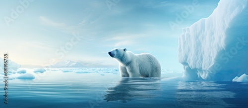A magnificent polar bear stands on the edge of a melted iceberg and looks into the blue water abyss. Copy space image. Place for adding text