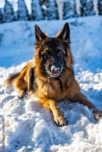 German Shepherd in the winter. 
