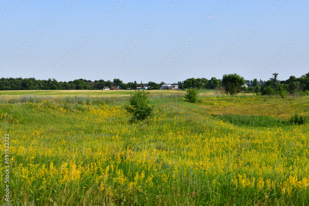 Russian province in summer - rural houses, field and trees Russian province in summer - rural houses, field and trees