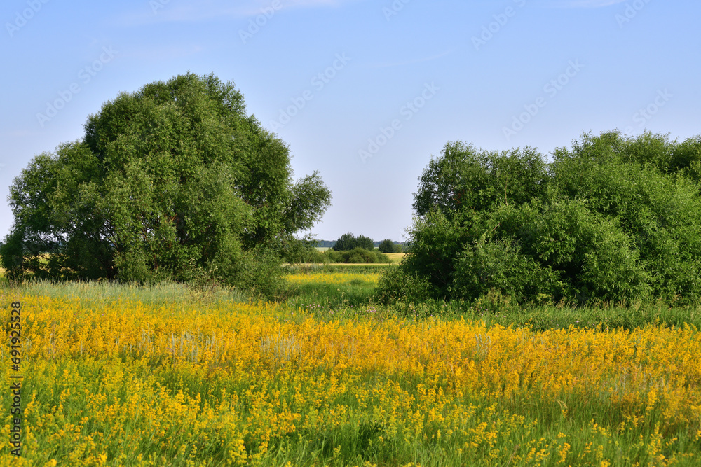 Glade with yellow bedstraw and trees, Russia