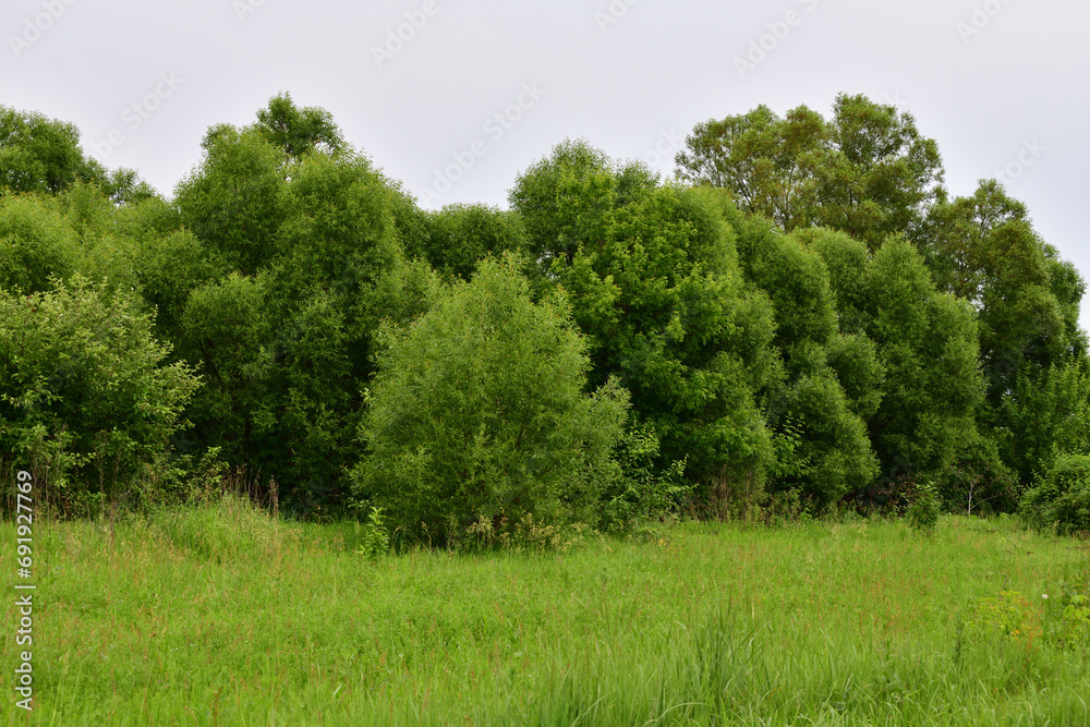 Nature of Russia at the beginning of summer - wild grass and willow trees