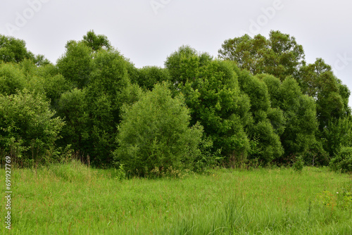 Nature of Russia at the beginning of summer - wild grass and willow trees