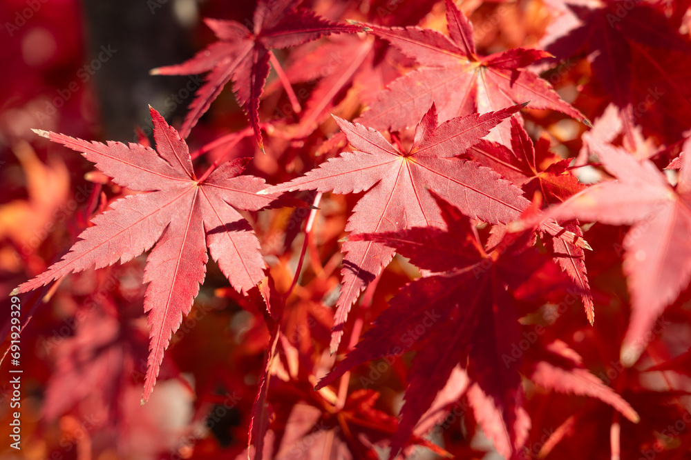 Beautiful maple leaves on the tree in autumn season. Beautiful maple leaves on the tree in autumn season.