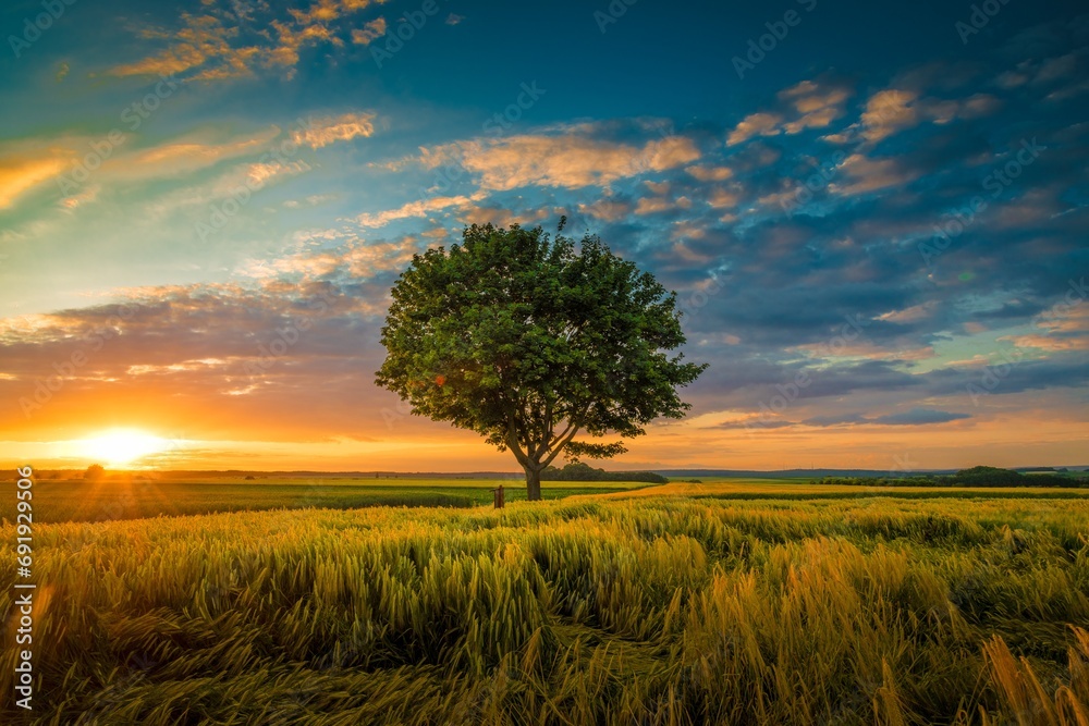 Wide angle shot of a single tree growing under a clouded sky during a sunset surrounded by grass