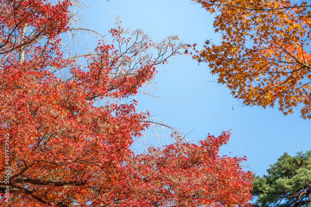 Beautiful maple leaves on the tree in autumn season.