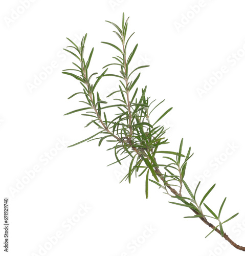 Fresh green rosemary twig and leaves isolated, clipping path