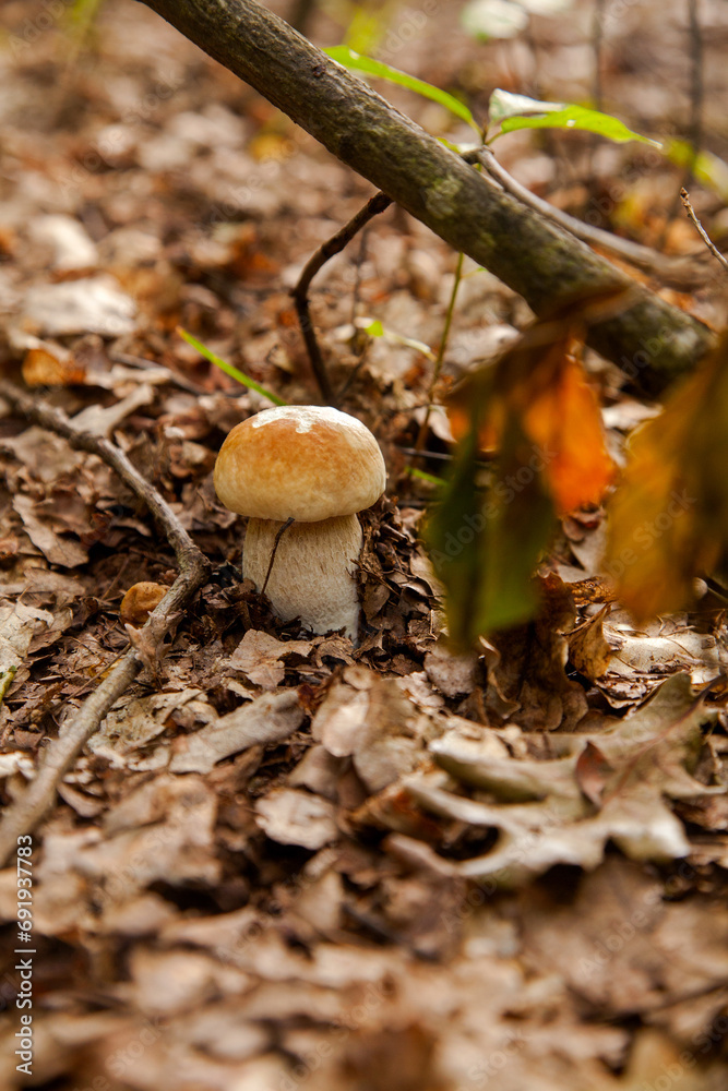 Single Boletus mushroom in the wild. Porcini mushroom grows on the forest floor at autumn season.. Single Boletus mushroom in the wild. Porcini mushroom grows on the forest floor at autumn season..