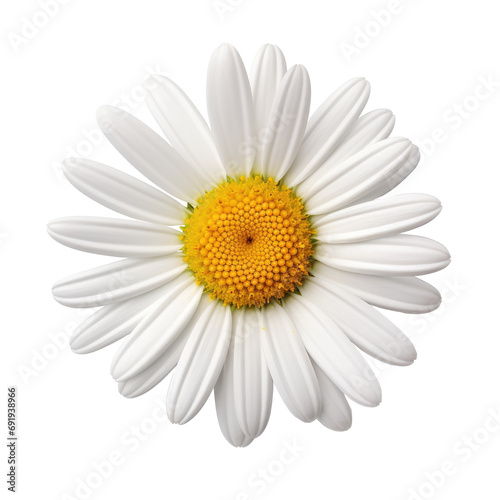 Beautiful white Daisy (Marguerite) isolated on transparent background © YauheniyaA