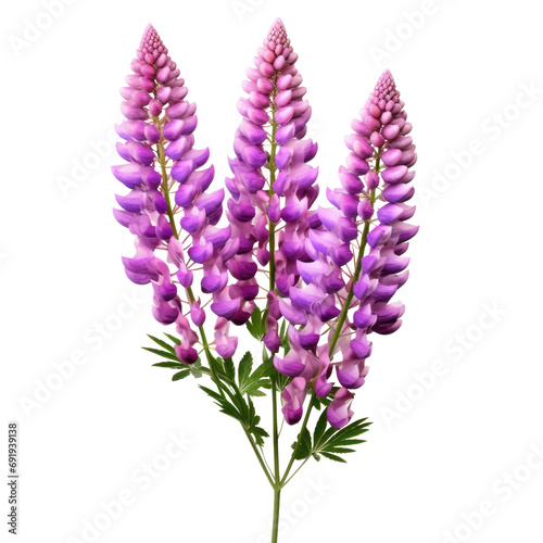 Purple pink lupin flower isolated on transparent background