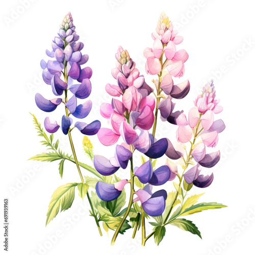 Purple pink lupin flower isolated on transparent background photo