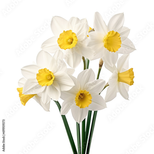 Spring floral border, beautiful fresh daffodils flowers, isolated on transparent background