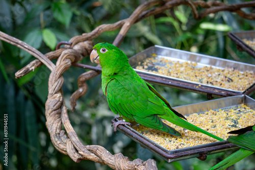 Periquitão-maracanã (Psittacara leucophthalmus), conhecido por aratinga-de-bando, araguaguaí, araguaí, araguari, aruaí, maracanã, maricatã ou maritaca. photo