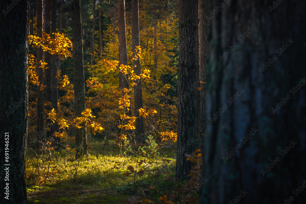 Jesien w lesie - obrazy, fototapety, plakaty 
