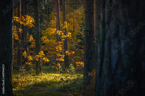 Jesien w lesie photo