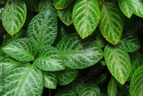 Group of green episcia cupreata or 'daun beludru hijau in the garden. full frame episcia cupreata for backgrounds and wallpapers.
