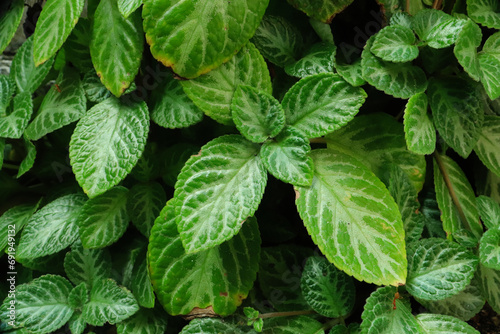 Group of green episcia cupreata or 'daun beludru hijau in the garden. full frame episcia cupreata for backgrounds and wallpapers. 