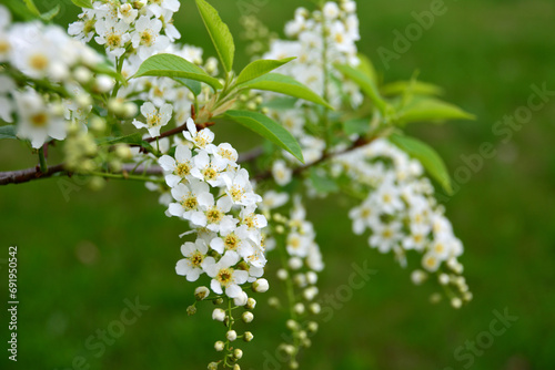 branch of blooming bird cherry tree close up wallpaper 