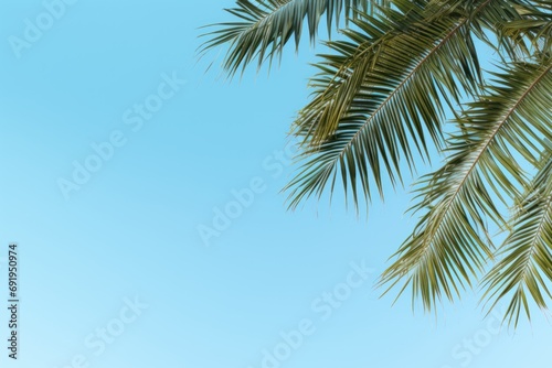  a close up of a palm tree with a clear blue sky in the backgrounnd of the image.