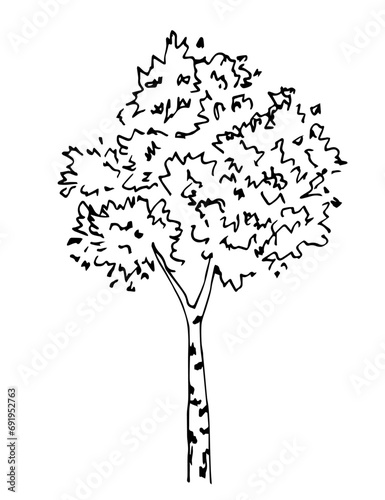 Deciduous tree isolated on white background. Simple black outline vector drawing. Sketch in ink. Vegetation and nature.