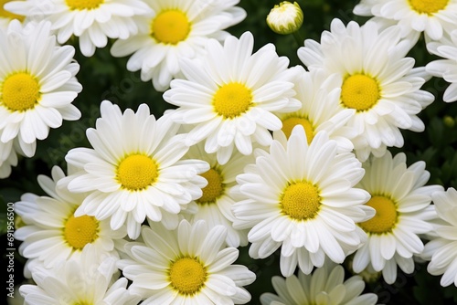  a close up of a bunch of white and yellow daisies with yellow centers and yellow centers in the middle of the petals.