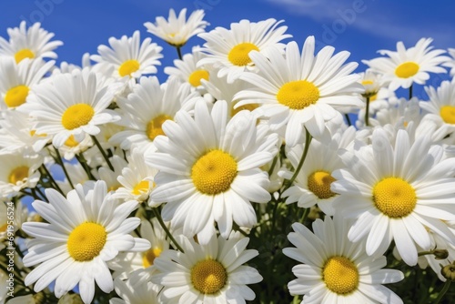  a bunch of white and yellow daisies against a blue sky with a few clouds in the backround. © Shanti