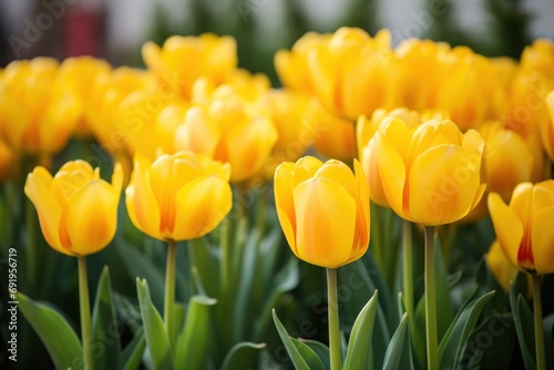  a field of yellow tulips with green stems in the foreground and a white building in the background.