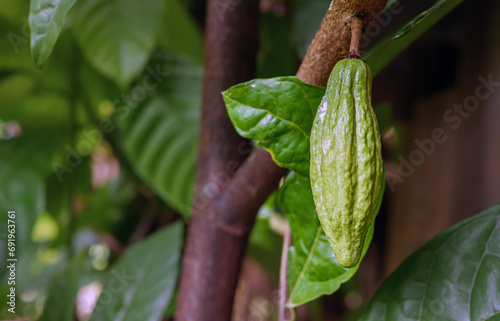 Green Cocoa pods grow on trees. The cocoa tree ( Theobroma cacao ) with fruits, Raw cocoa cacao tree plant fruit plantation