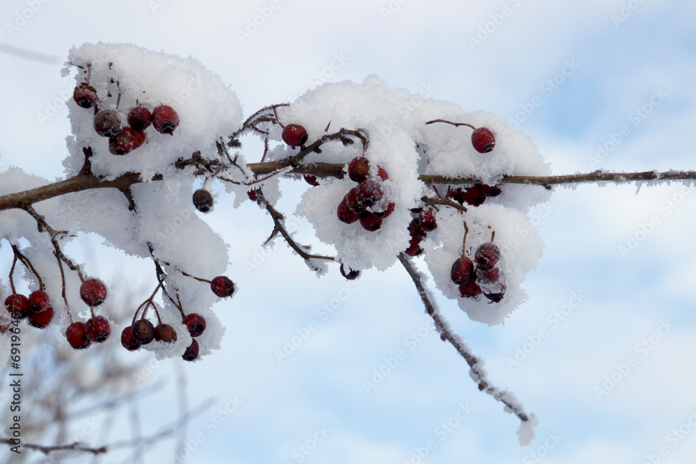 Red berries in the frost and snow