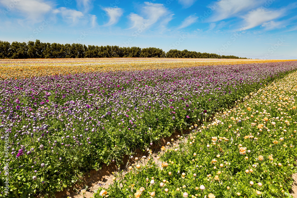 Huge field of colorful buttercups Huge field of colorful buttercups