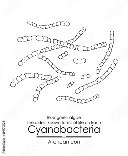 Cyanobacteria, or blue-green algae, are among the oldest known forms of life on Earth from the Archean eon. They played a crucial role by producing oxygen through photosynthesis