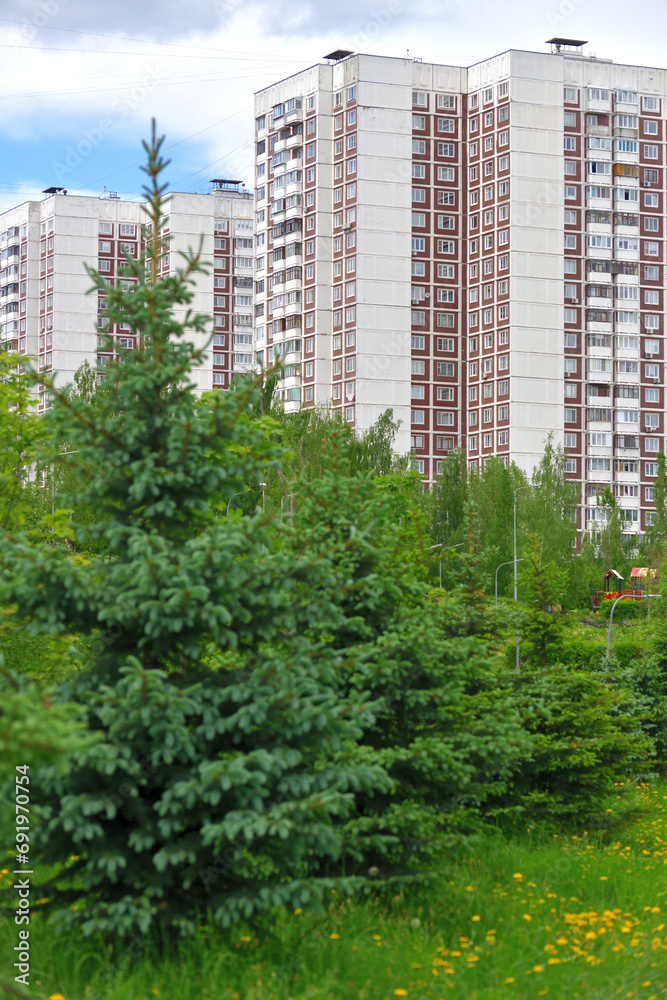 spruce in the urban landscape in Moscow, Russia