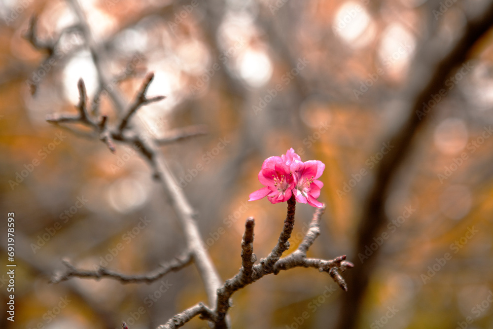 wild apple flower