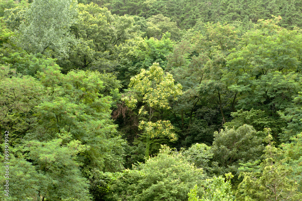 trees in the forest