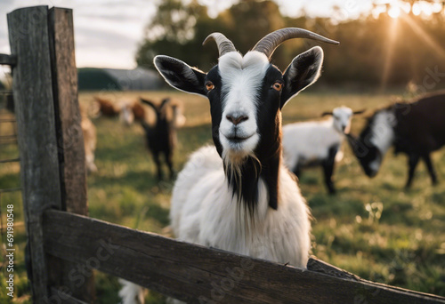 Agricultural Harmony Capturing the Essence of Farm Life with Goats photo